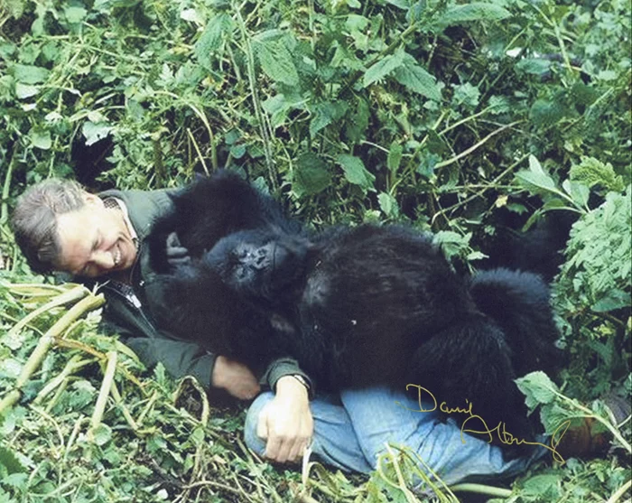 David Attenborough autograph