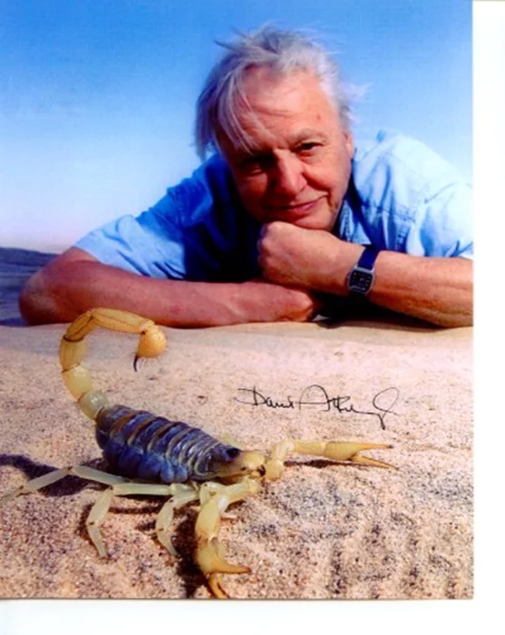 David Attenborough autograph