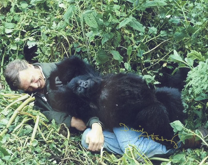 David Attenborough autograph