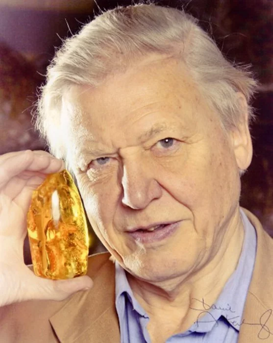 David Attenborough autograph