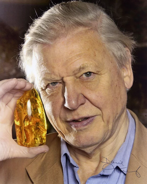 David Attenborough autograph