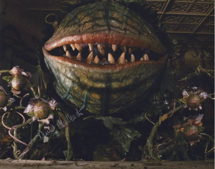 David Bulbeck autograph