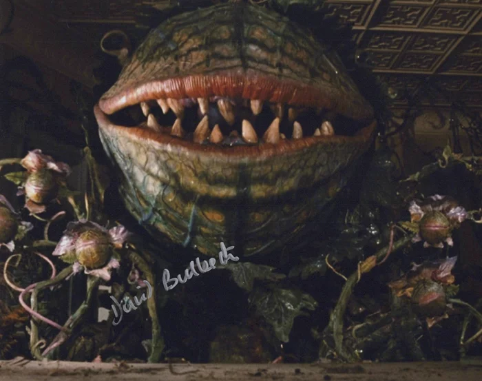 David Bulbeck autograph